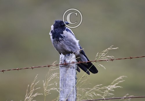   Hooded Crow DM0893